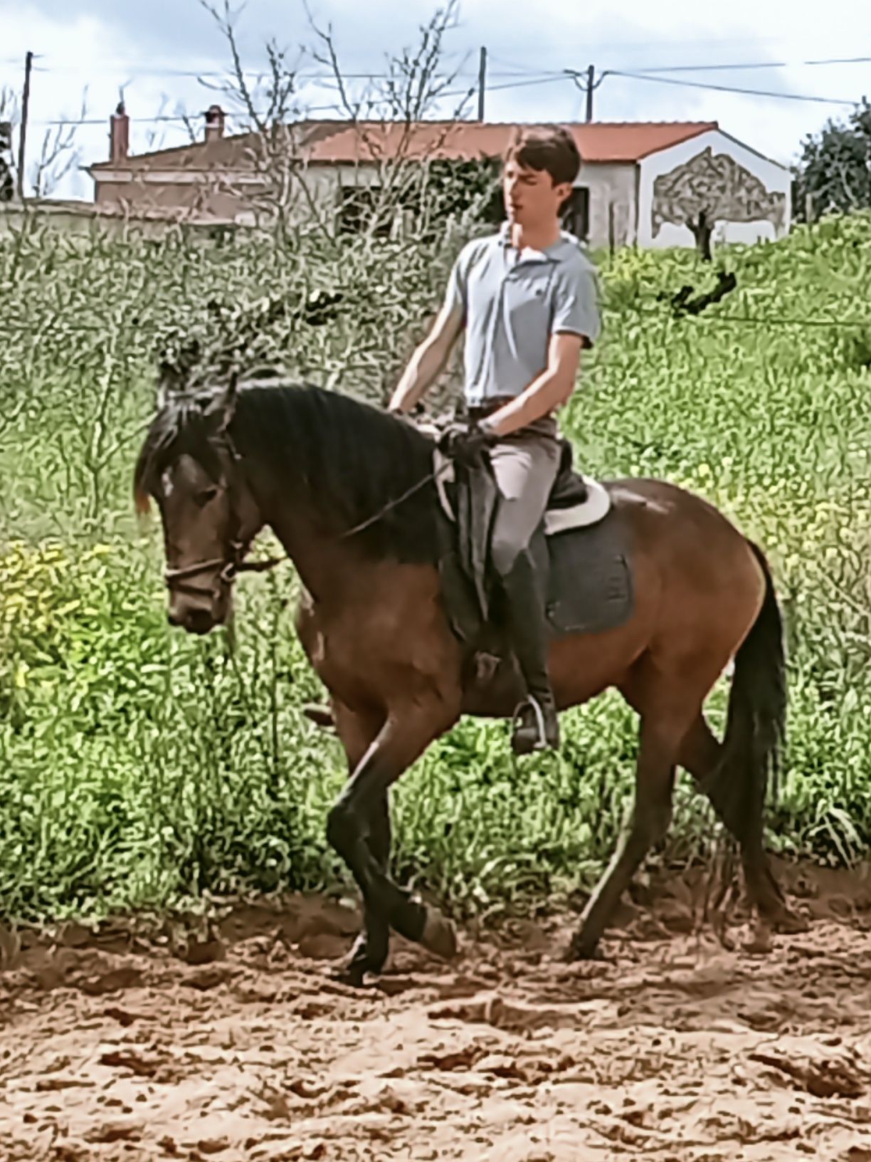 Poldro Lusitano baio de 4 anos com raio-x feitos