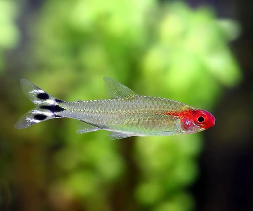 Tetra nariz vermelho