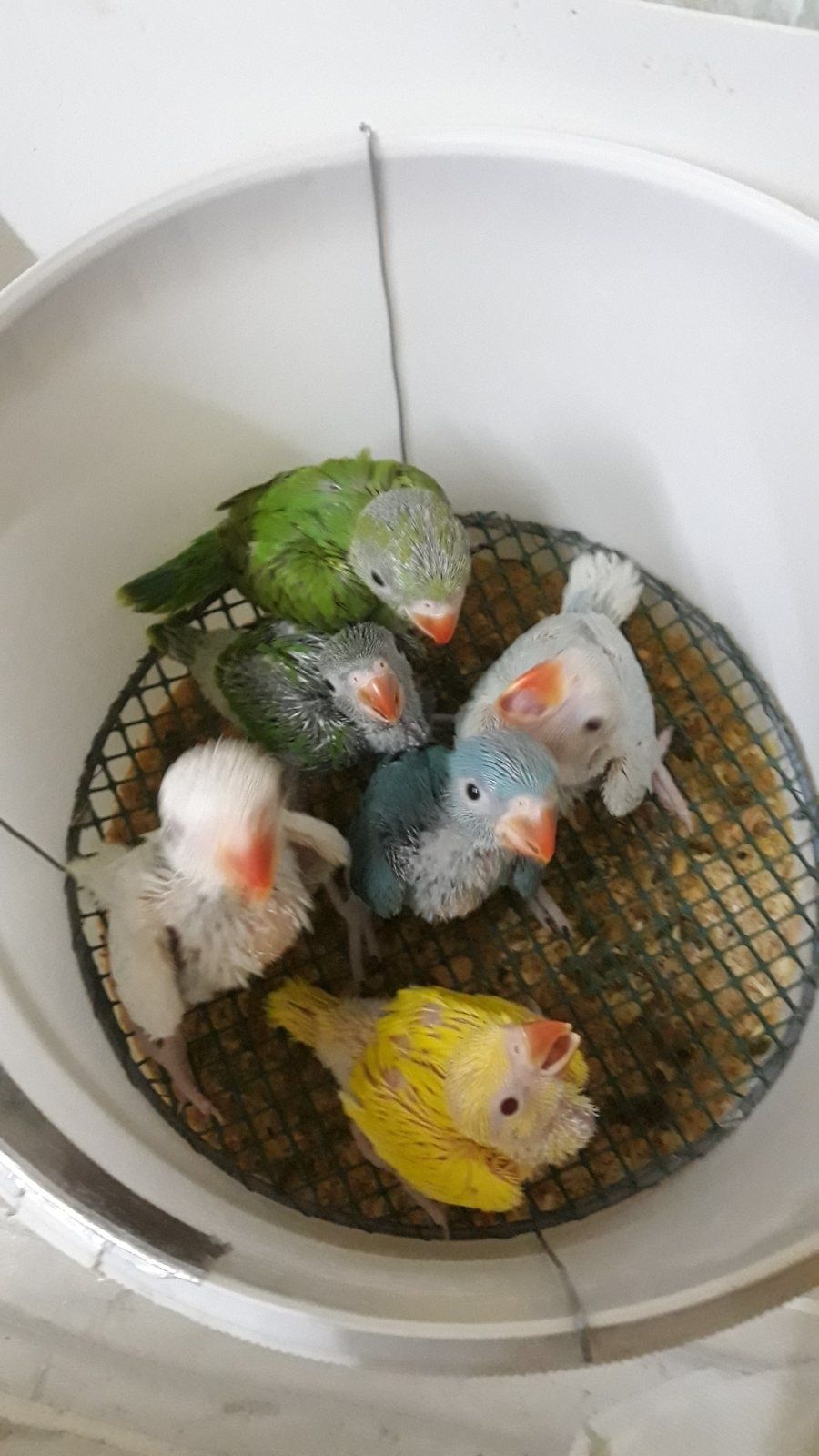 Птенцы ожереловых попугаев(выкормыши)