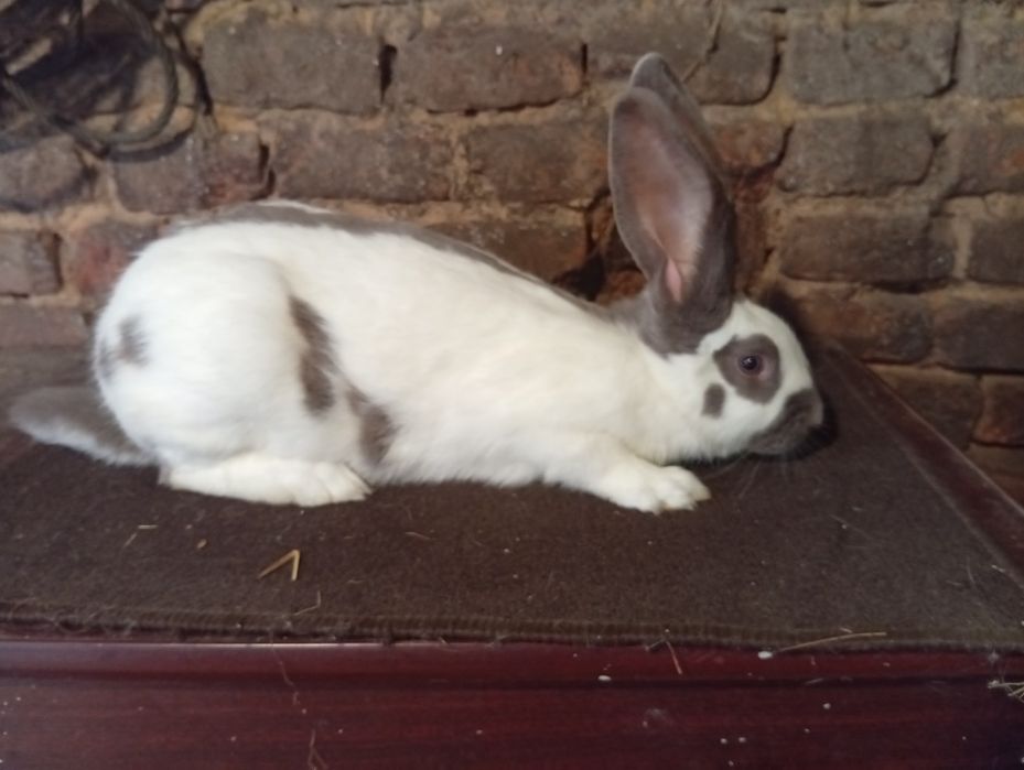 Samica srokacz niemiecki niebieski