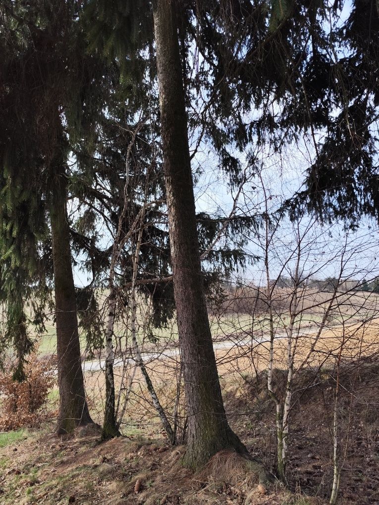 Sprzedam kłodę świerka,modrzew
