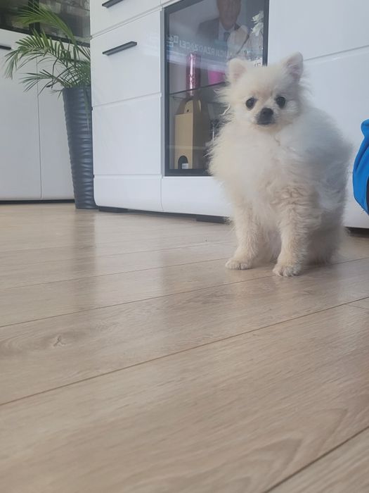 Szpic miniaturowy piesek 9 miesięcy