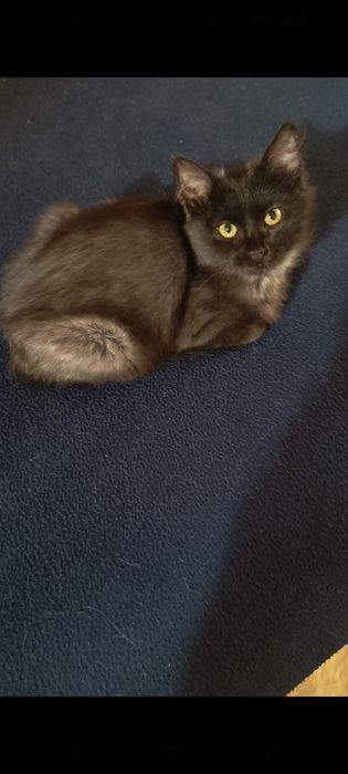 Кошенята віддамо у добрі руки