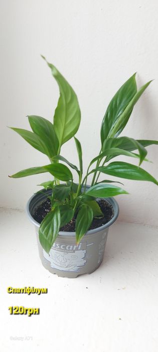 Продам кімнатні квіти