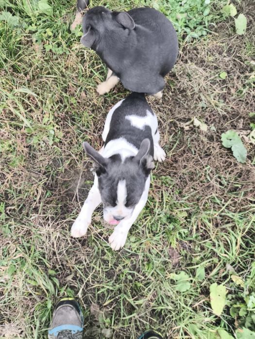 Szczeniak  piesek  buldog francuski