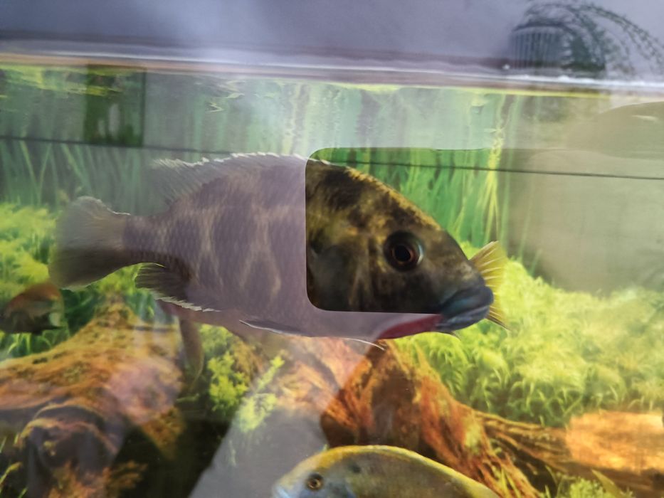 Macho Venustus ciclideo