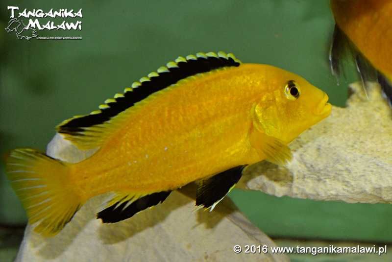 Pyszczaki Labidochromis caereleus Lions Cove TanganikaMalawi