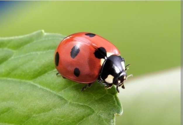 Joaninhas 7 pintas - Coccinella Septmpunctata - Anti pragas