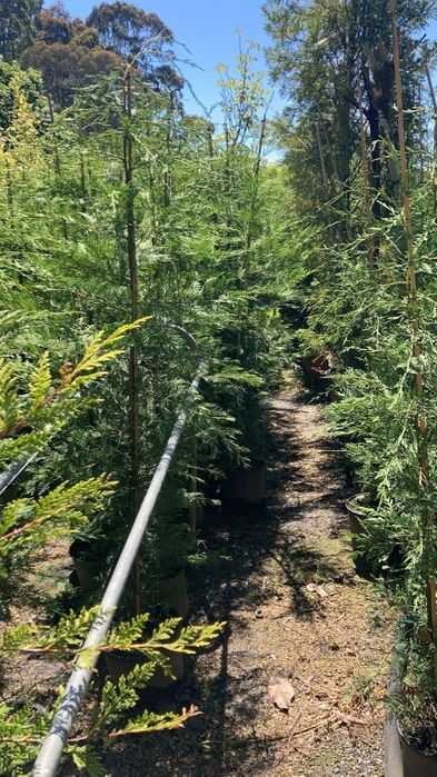 Cupressus Leylandii 200/300/400CM