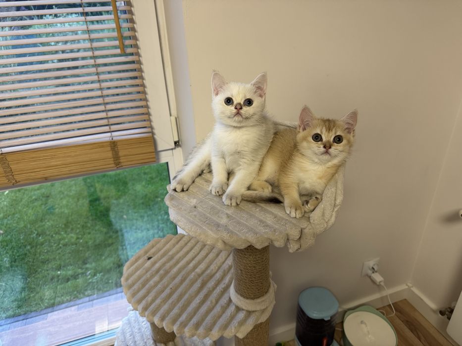 Kot kotka brytyjska FIFe FPL prawdziwy rodowód GWARANCJA