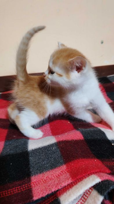 Руда киця шукає дім