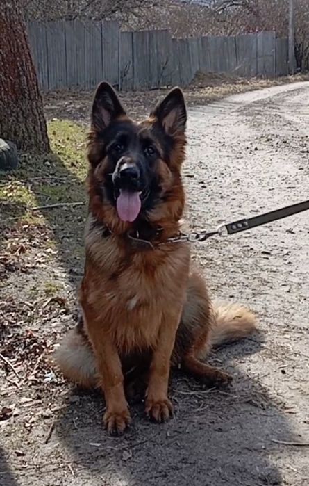 Щенки длинношерстной овчарки.