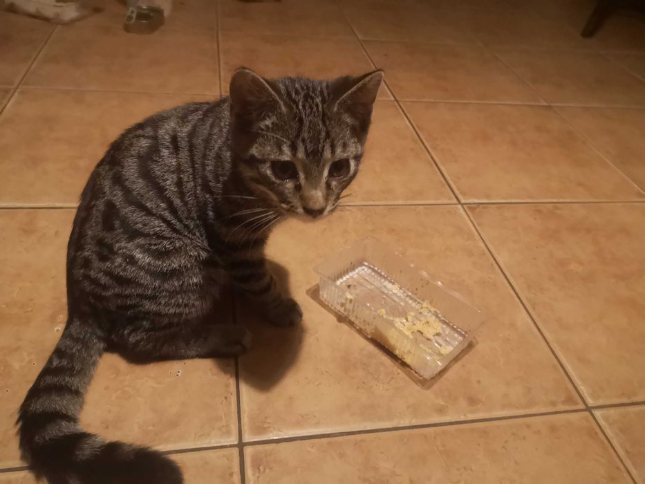 Bury kotek do oddania