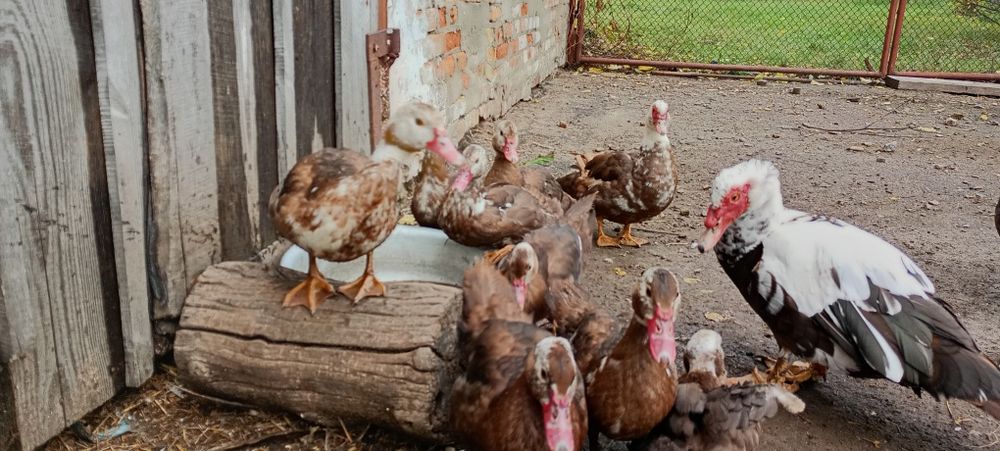 Каченята мускусної качки