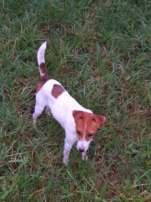 Jack Russell Terrier - suczka