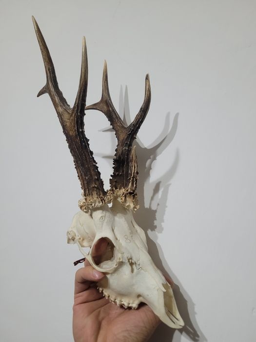 Parostki kozła 3 tykowiec