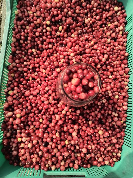 Żurawina bagienna świeża