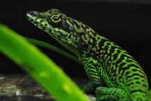 Jaszczurki - Anolis roquet summus Morne Roque