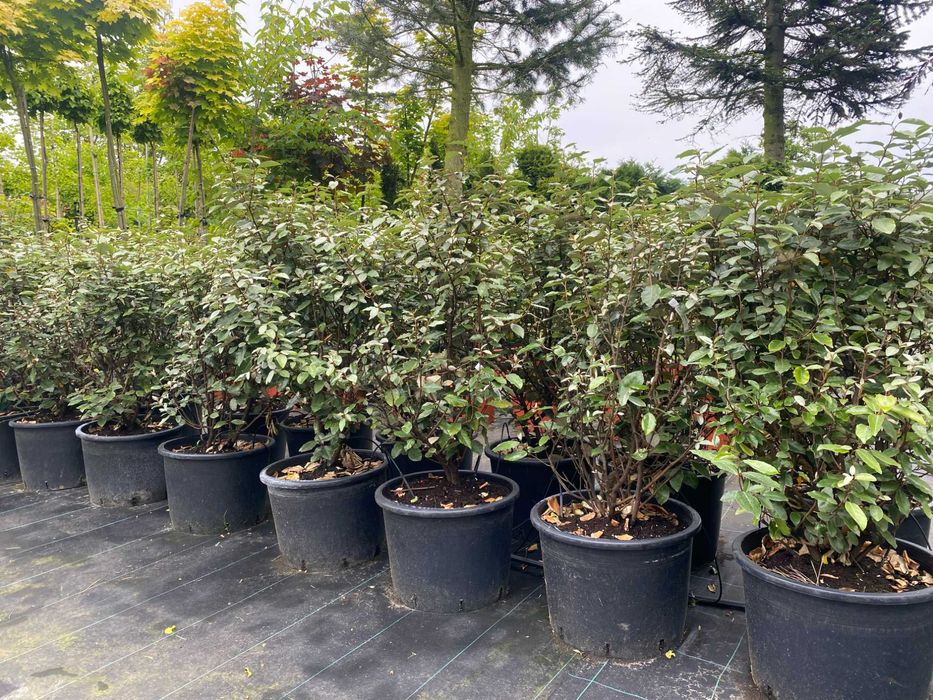 Oliwnik zimozielony COMPACTA