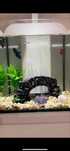 Aquário Aquatlantis Cubic 10L