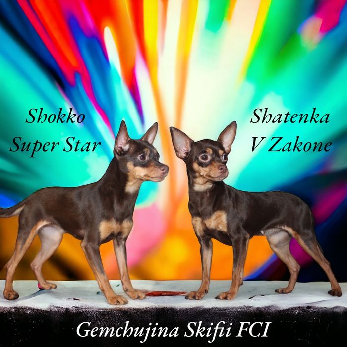 Rosyjski Toy Chłopiec FCI bez wad! Ratlerek, serenka, miniaturowy