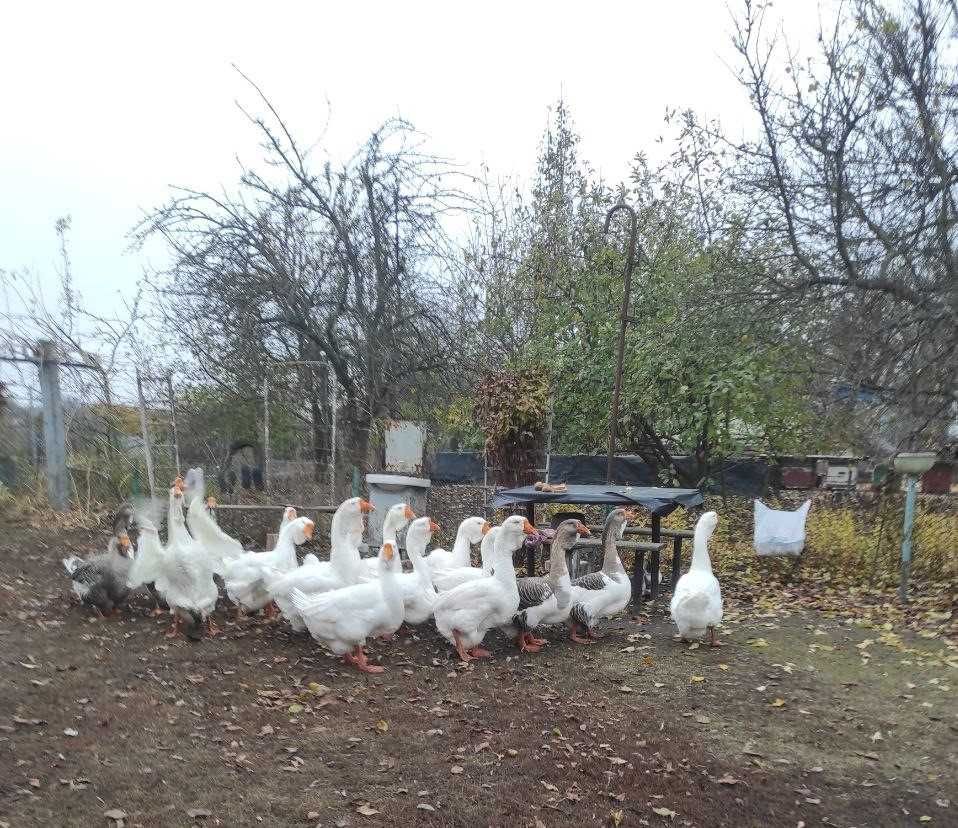 Продам гусей холмогорської породи.