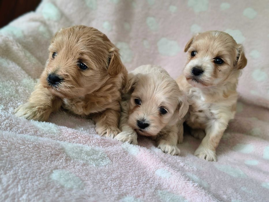 Maltipoo F1 do rezerwacji SUCZKA