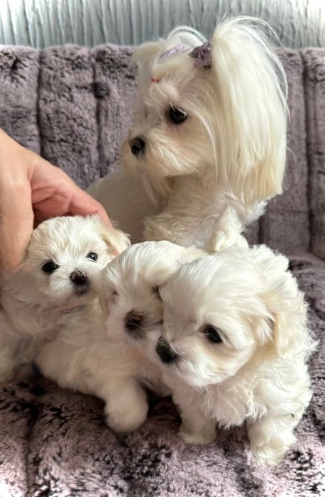 Maltańczyk Do odbioru od 29 listopada