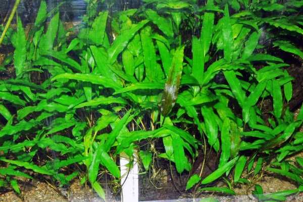 Cryptocoryne wendtii green