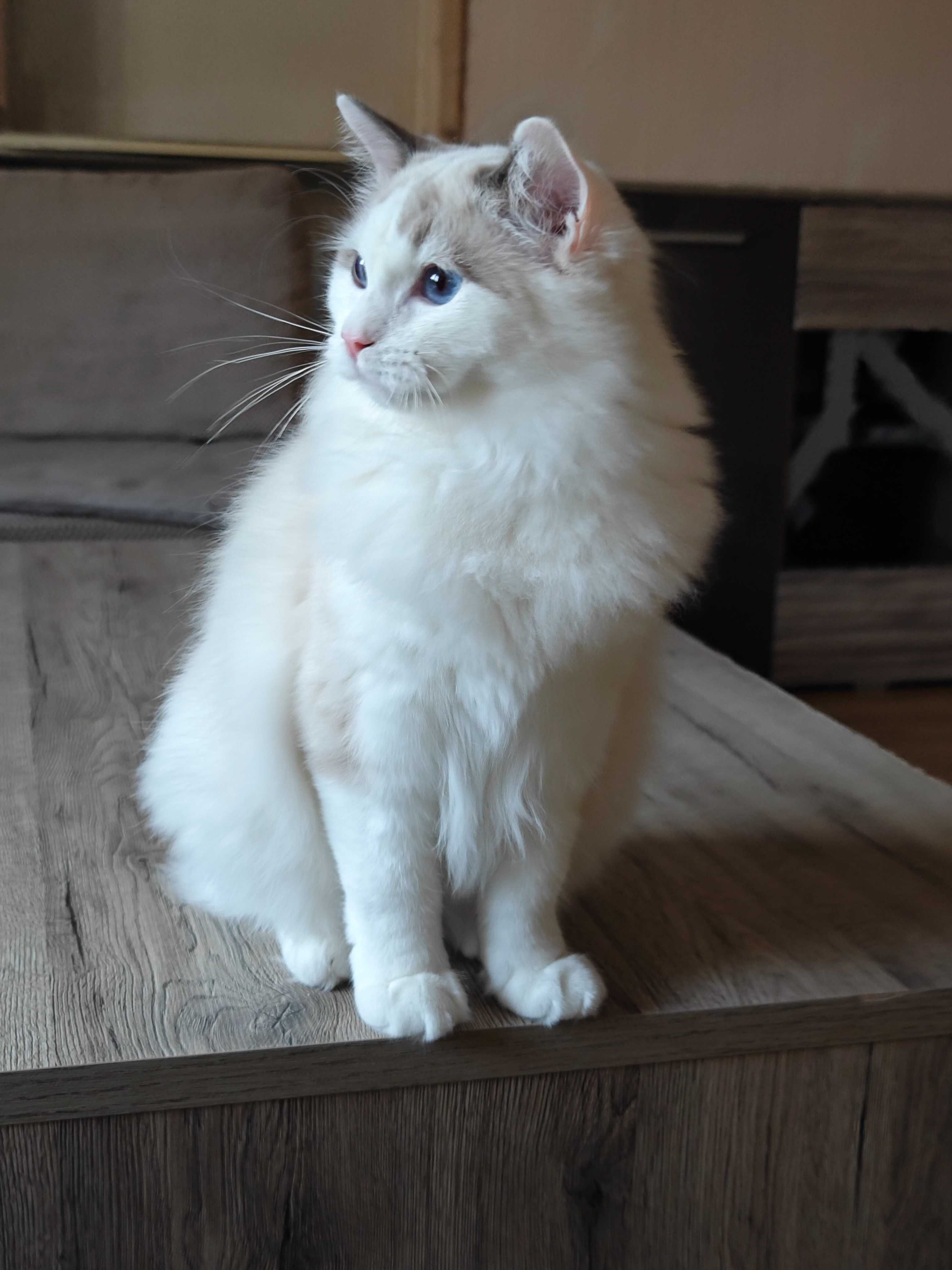 Ragdoll_ 7msc  _Max Rufaro*PL
