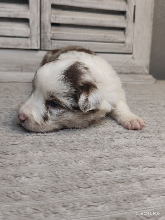 Border collie suczka red merle