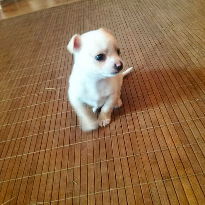Chihuahua mini macho