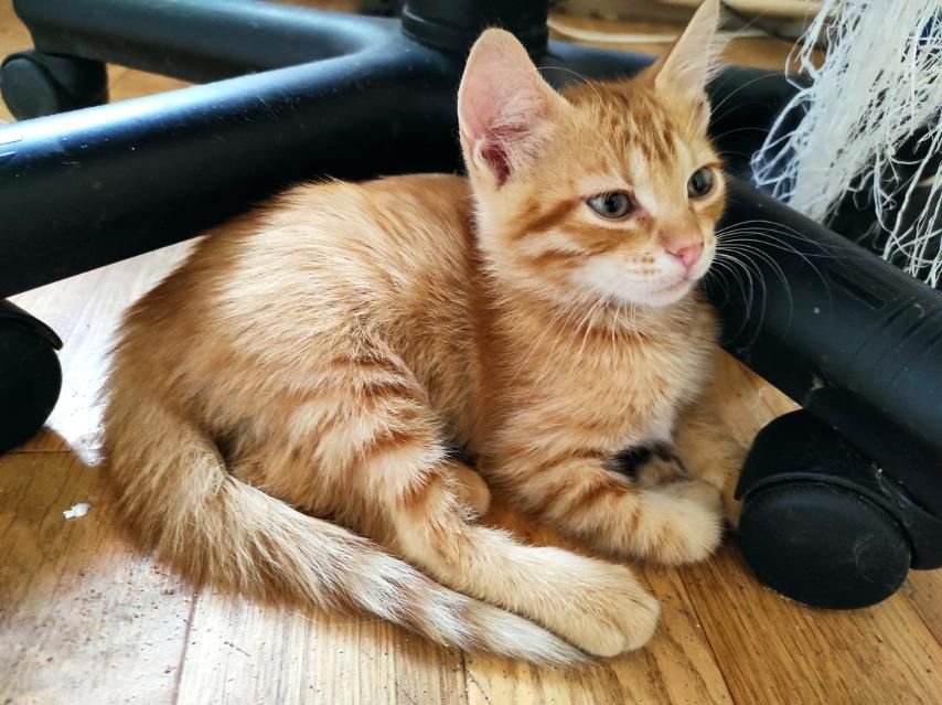 Рыжие котята бесплатно