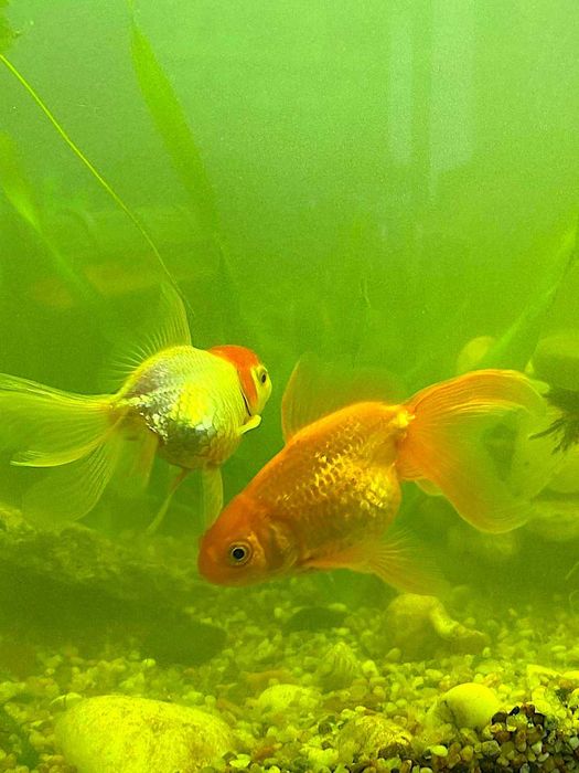 Продам золоті рибки.Акваріумні рибки.