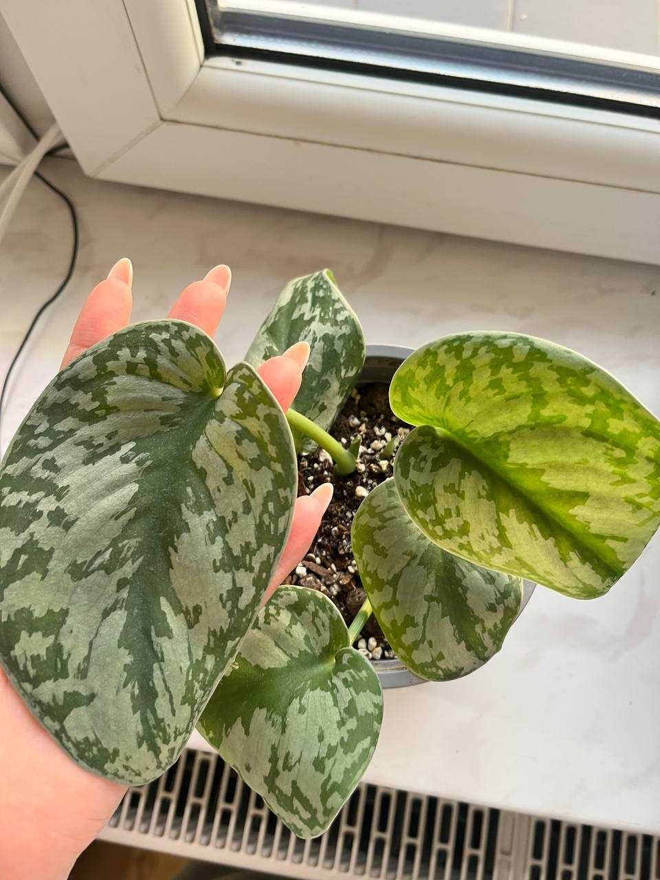 scindapsus silver ann