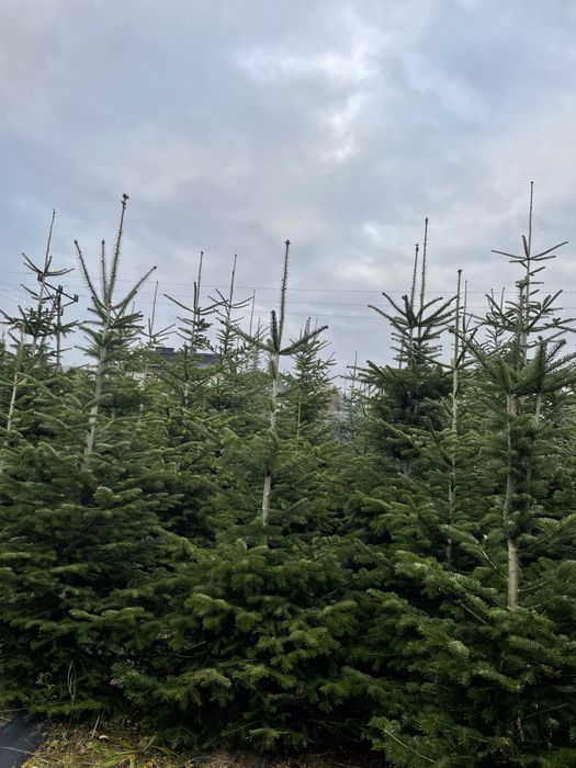 Choinki - jodły i świerki