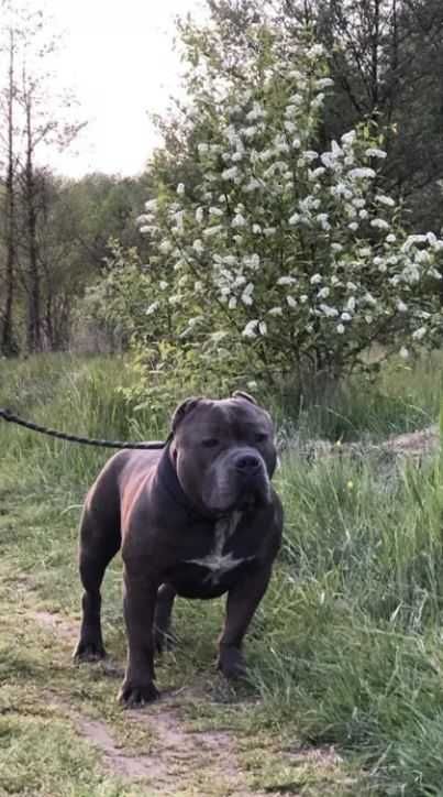 Reproduktor American Bully - krycie