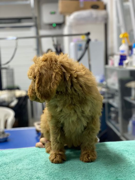 Imperdível!!! Lindo bebê de caniche standard procura novo dono!!