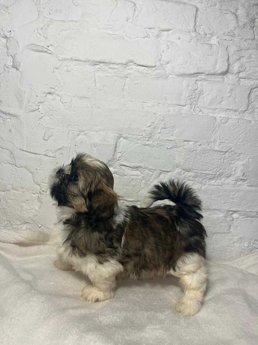 Shih-tzu suczka ZKwP FCI