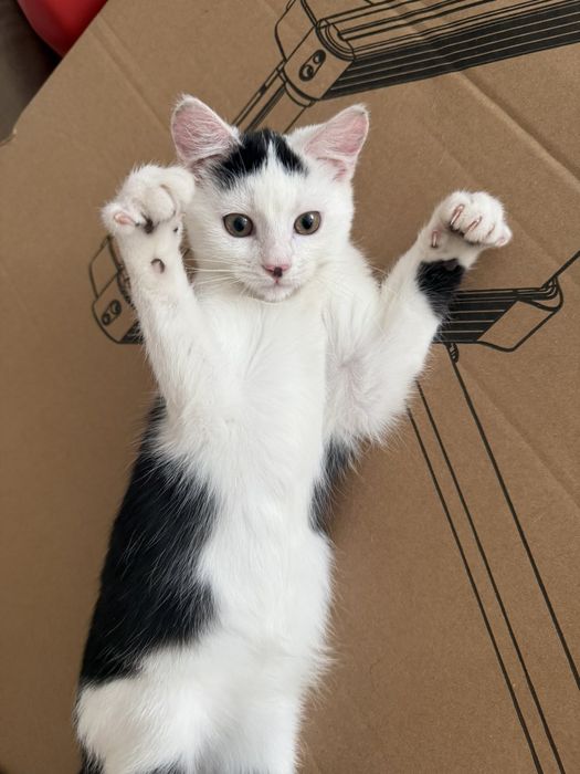 Котик хлопчик. 2 місяця.  І він всеїдний!!!