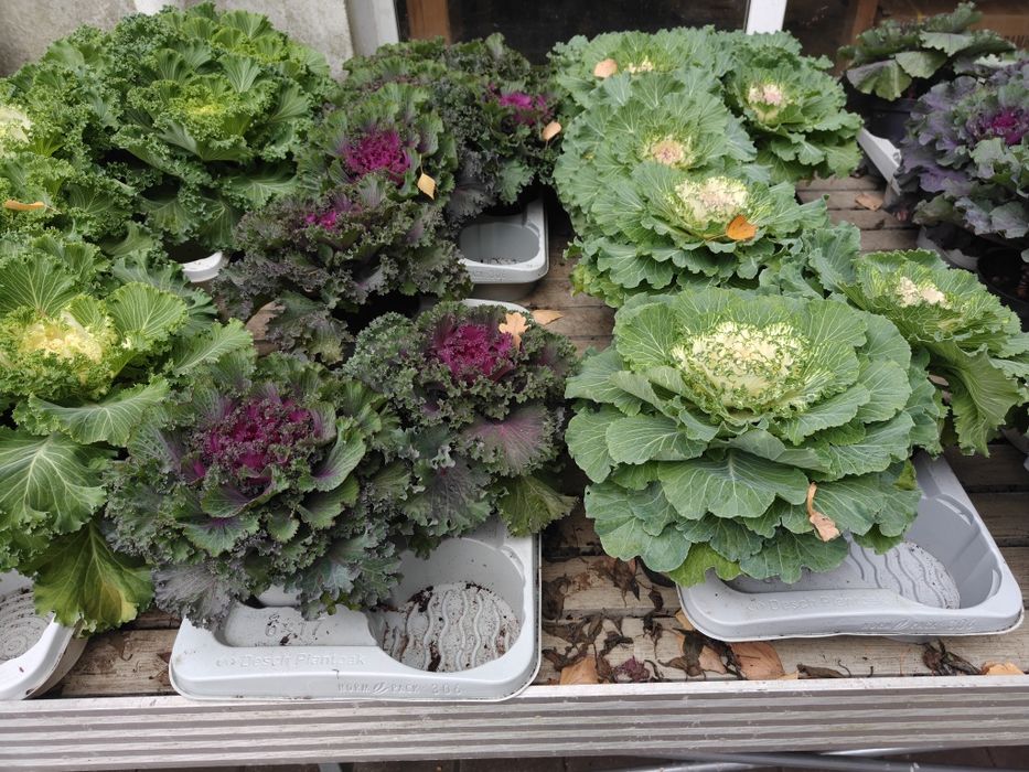 Chryzantemy drobnokwiatowe, wrzosy