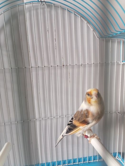 Canários Híbridos (Ler a descrição)