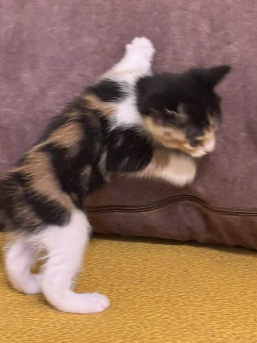 Чудові котенята в добрі руки