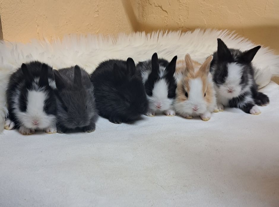 Królik króliki karzełek  miniaturka