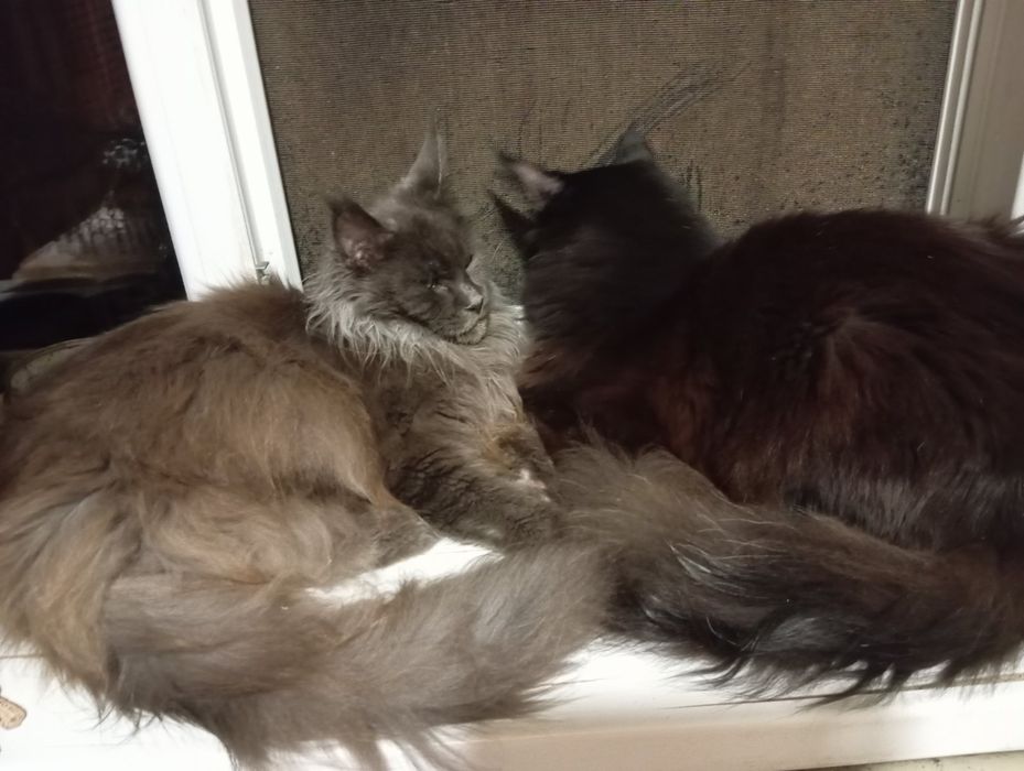 Мейкун пара, на розвод в хороші