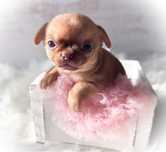 ***Rudy śliczny malutki piesek chihuahua***
