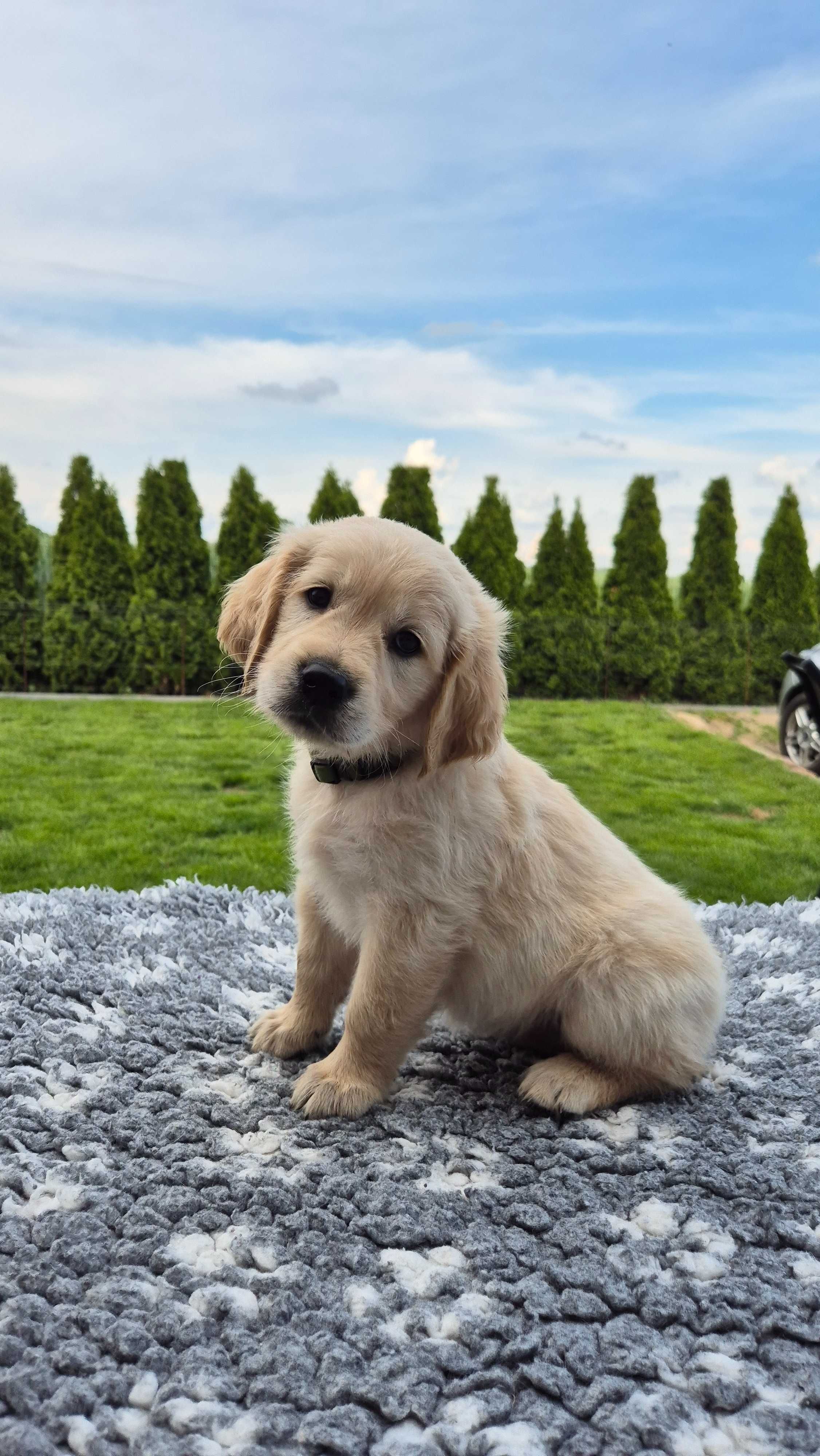 Golden Retriever ZKwP FCI