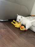 Sympatyczny West Highland White Terrier