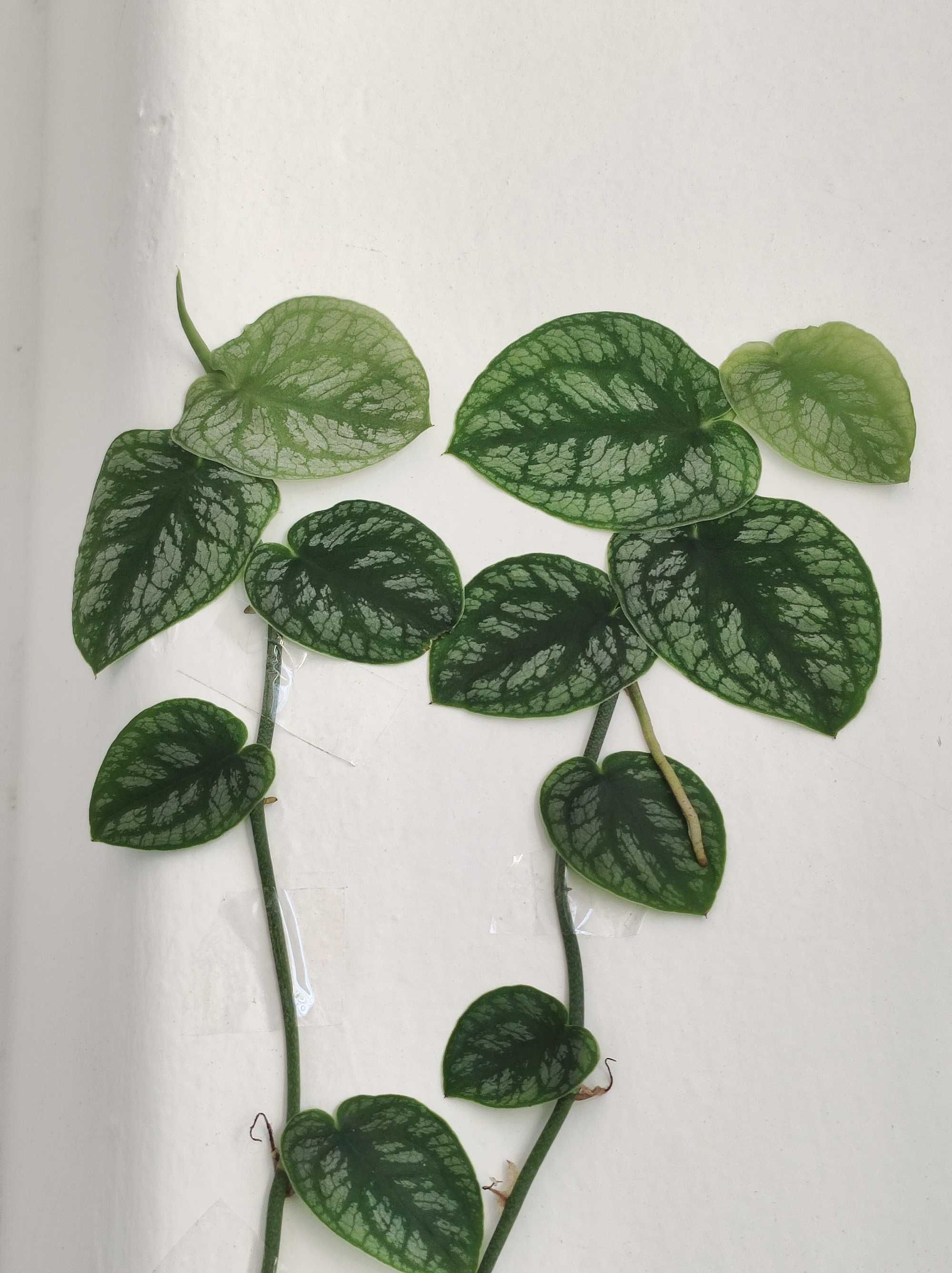 Monstera Dúbia /philodendron