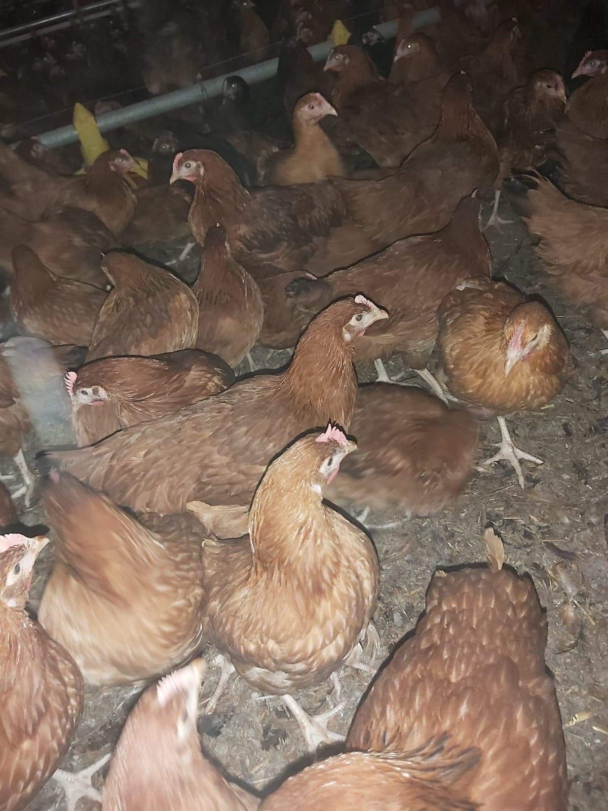 Młode odchowane kurki Rossa leghorn TRANSPORT z15